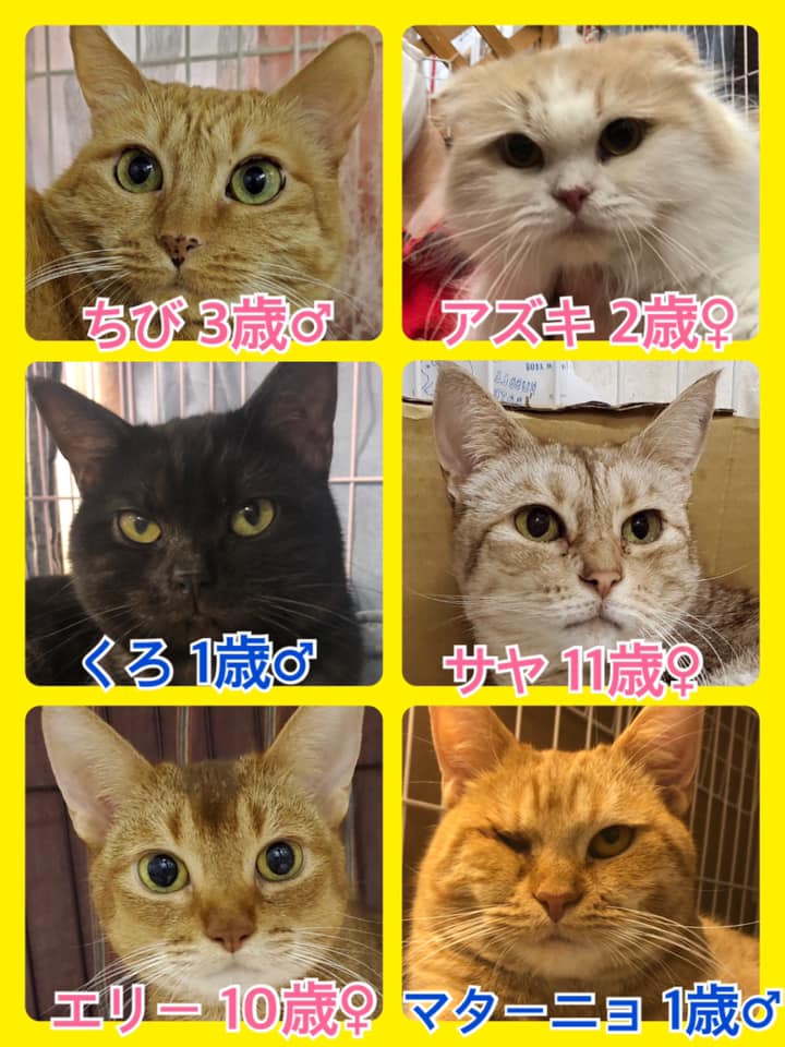 🐾今日の里親様募集中ニャンコ🐱メンバーです🐾2020,7,26